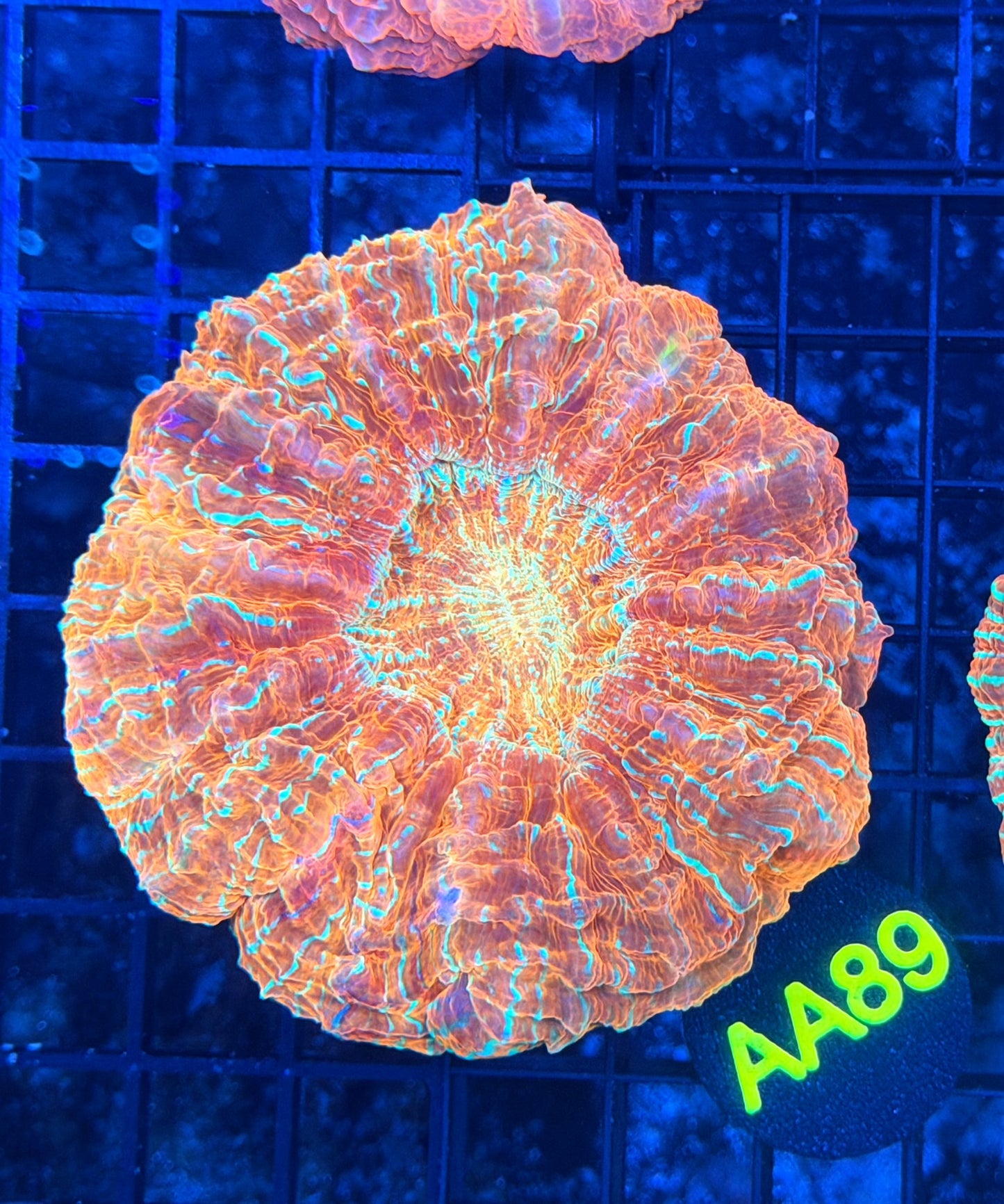 Rainbow acantho