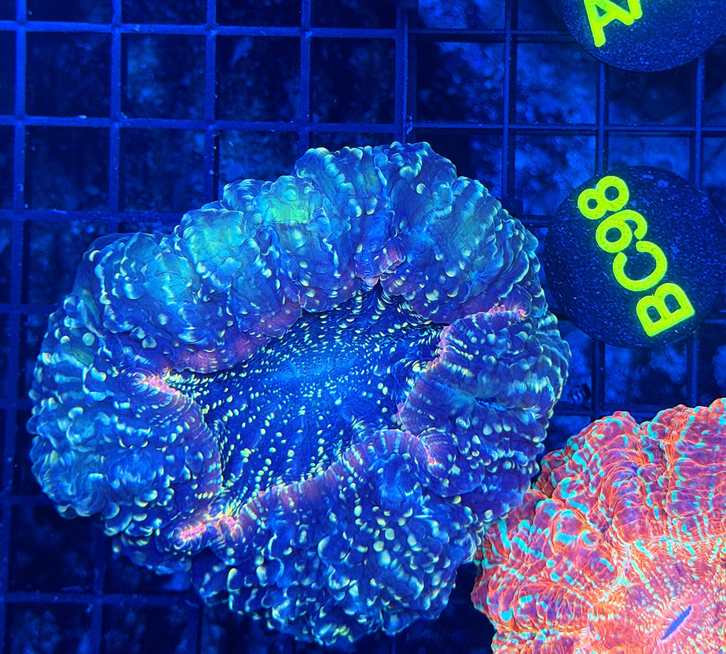 Rainbow acantho