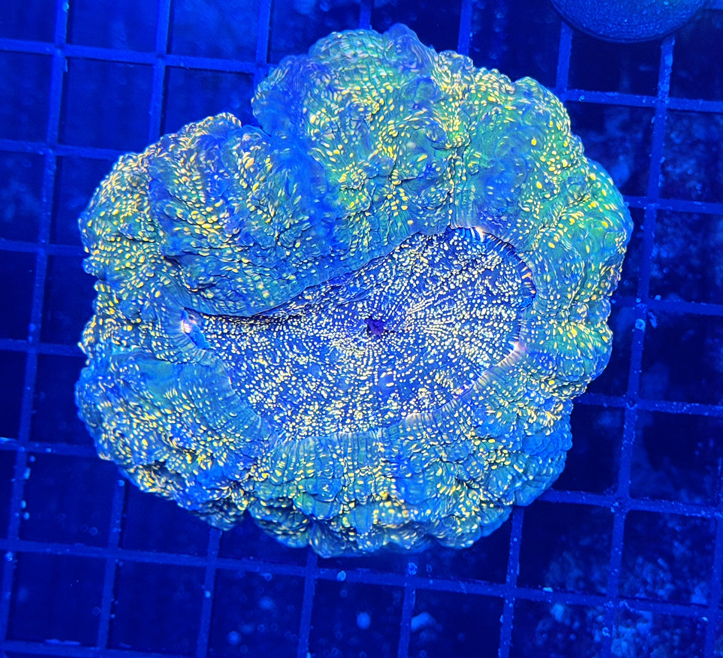 Rainbow acantho