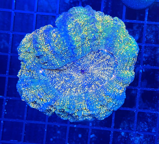 Rainbow acantho