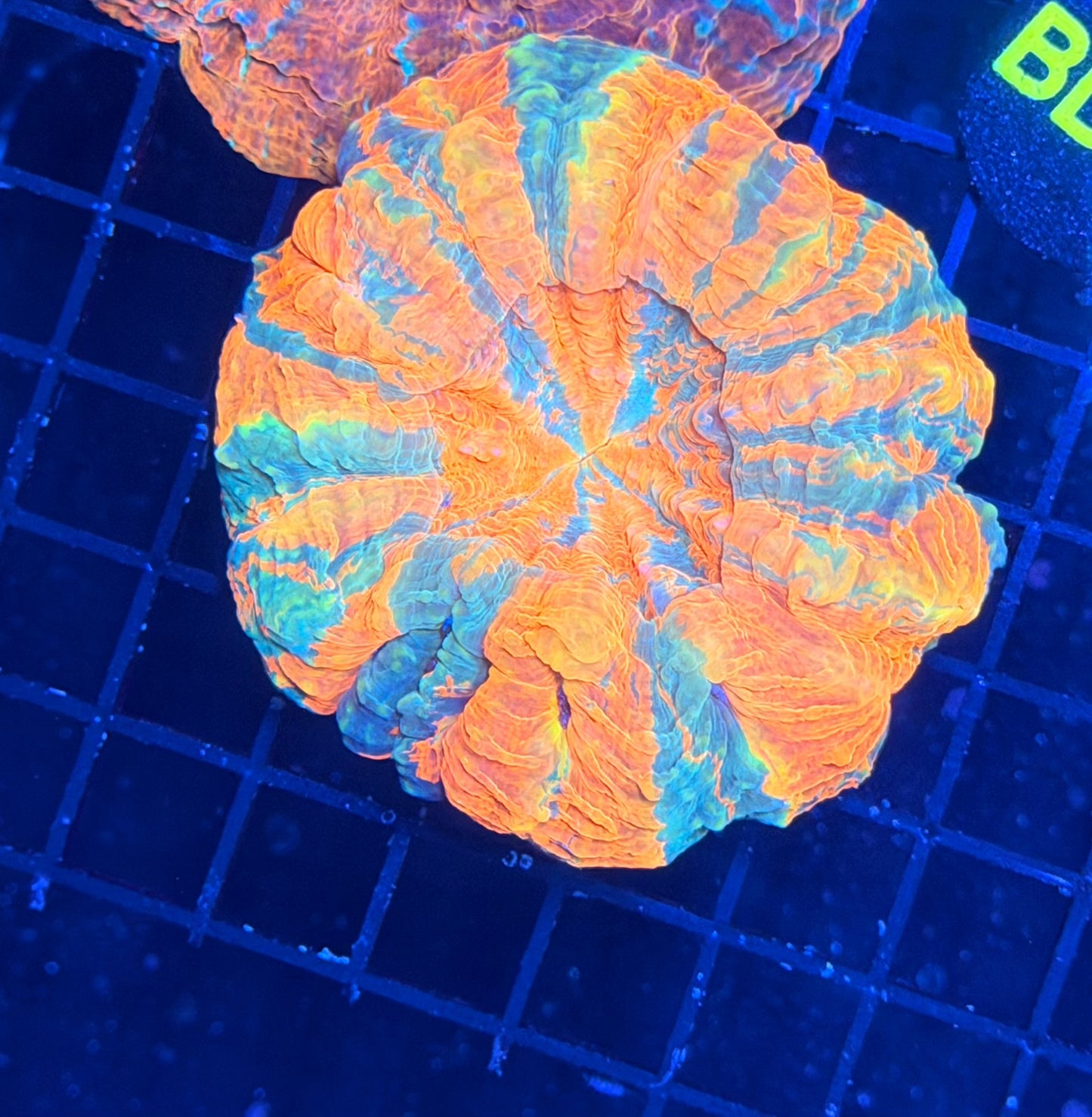 Rainbow acantho