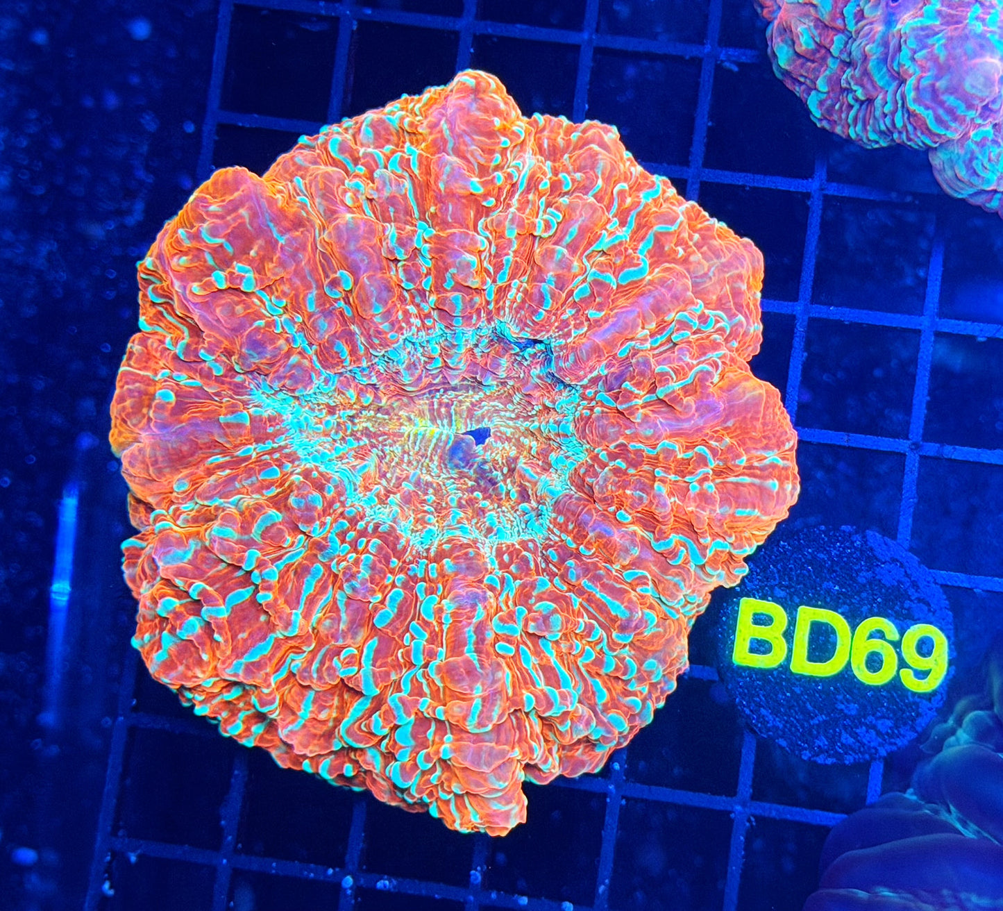 Rainbow acantho