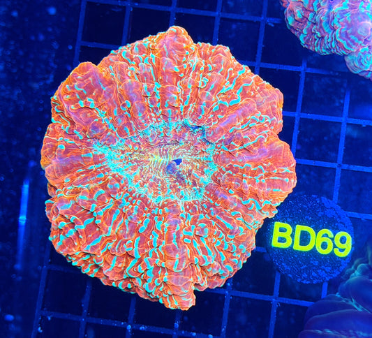Rainbow acantho