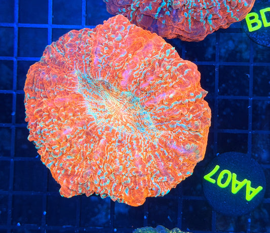 Rainbow acantho