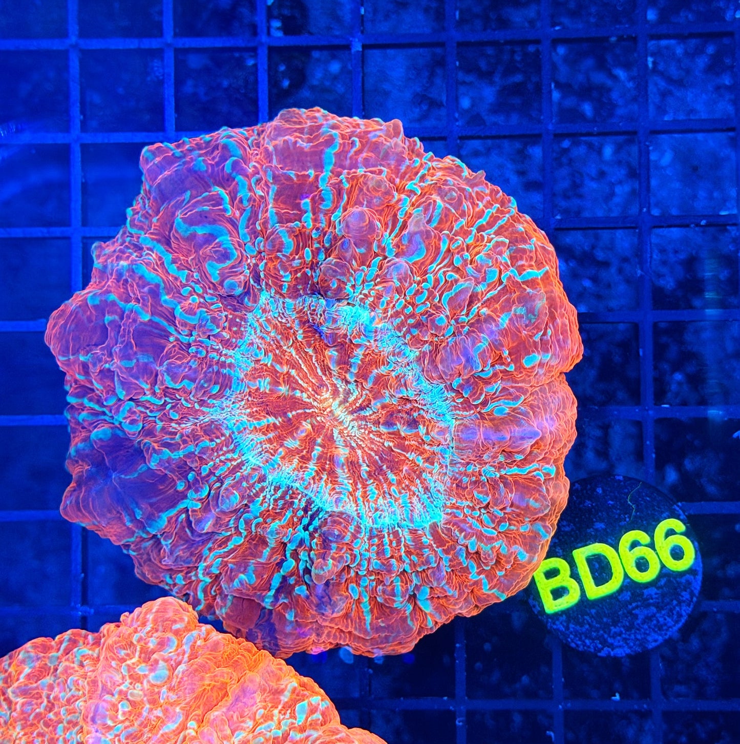 Rainbow acantho