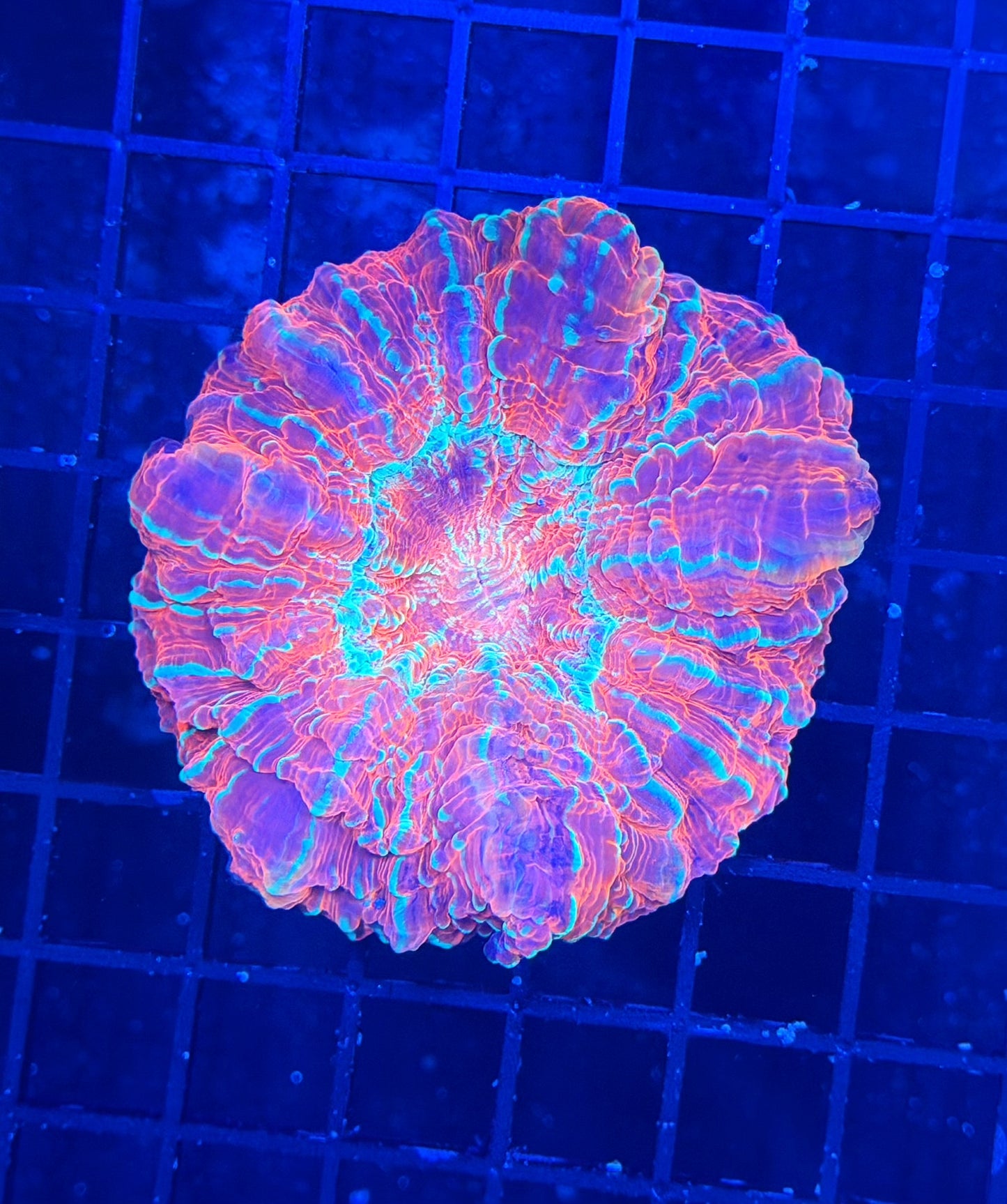 Rainbow acantho