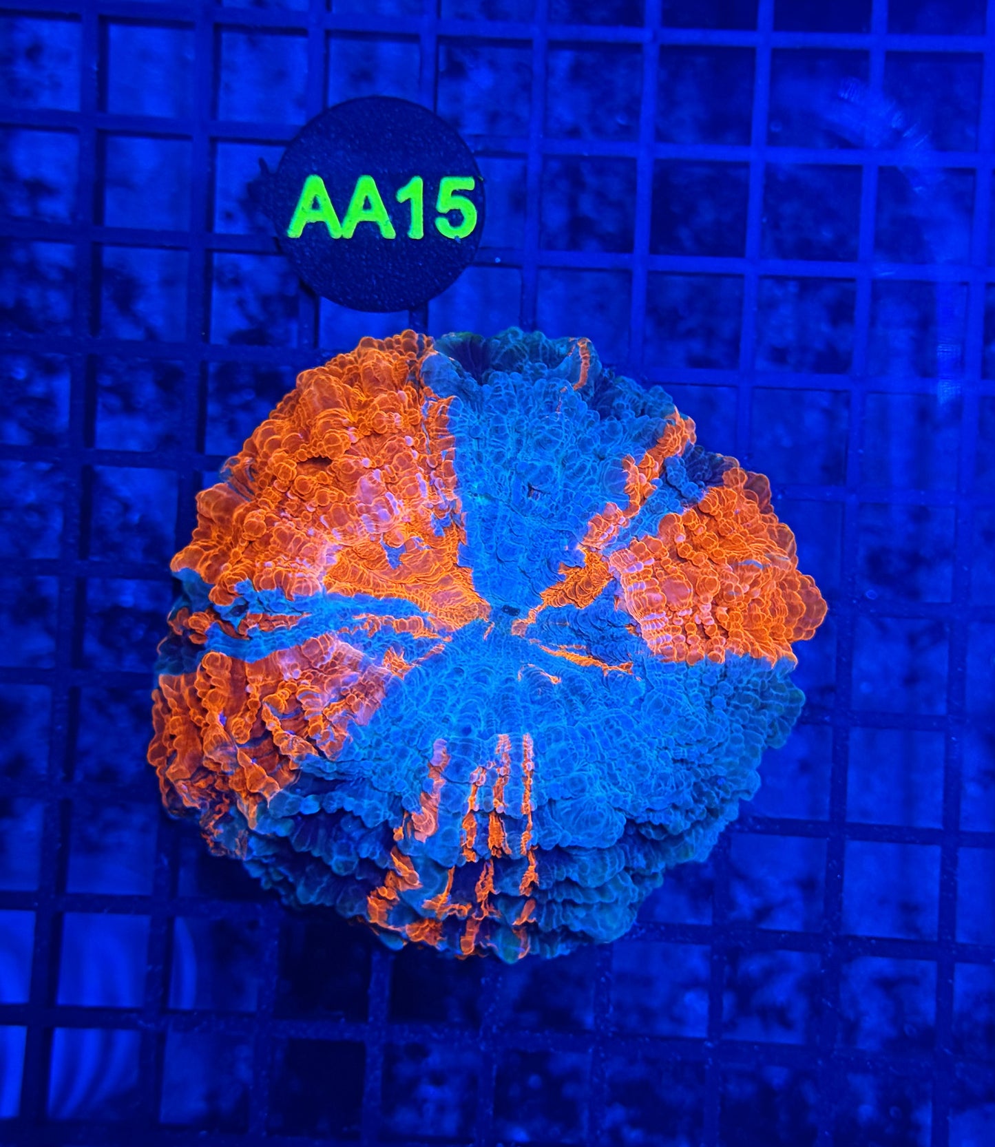 Rainbow acantho