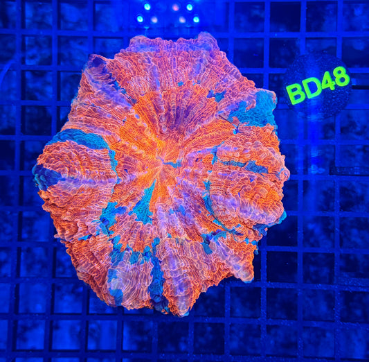 Rainbow acantho