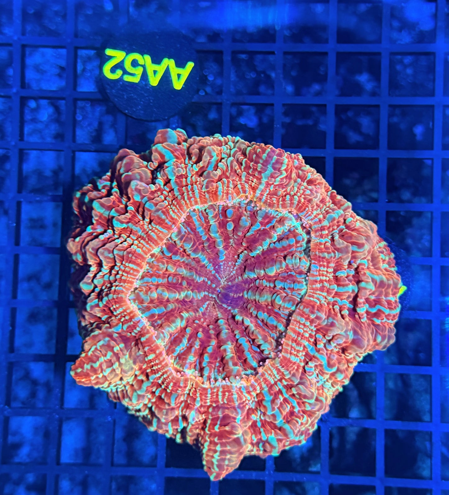 Rainbow acantho