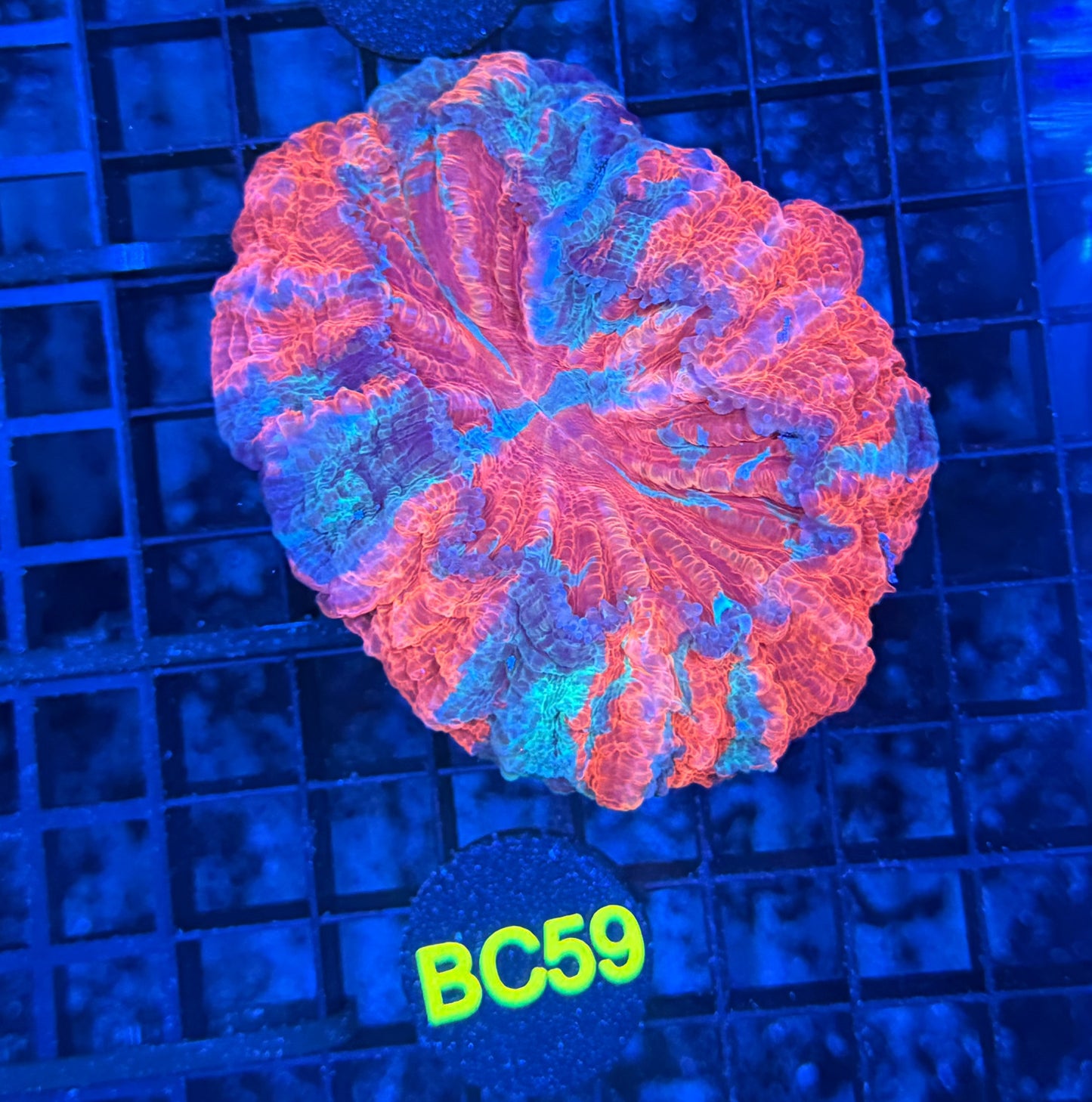 Rainbow acanthoo