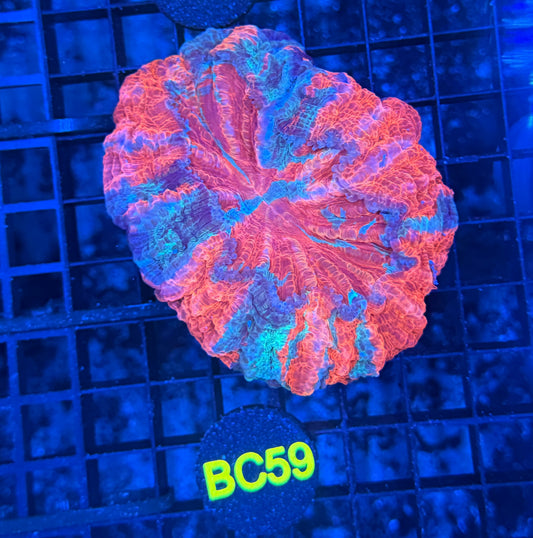 Rainbow acanthoo