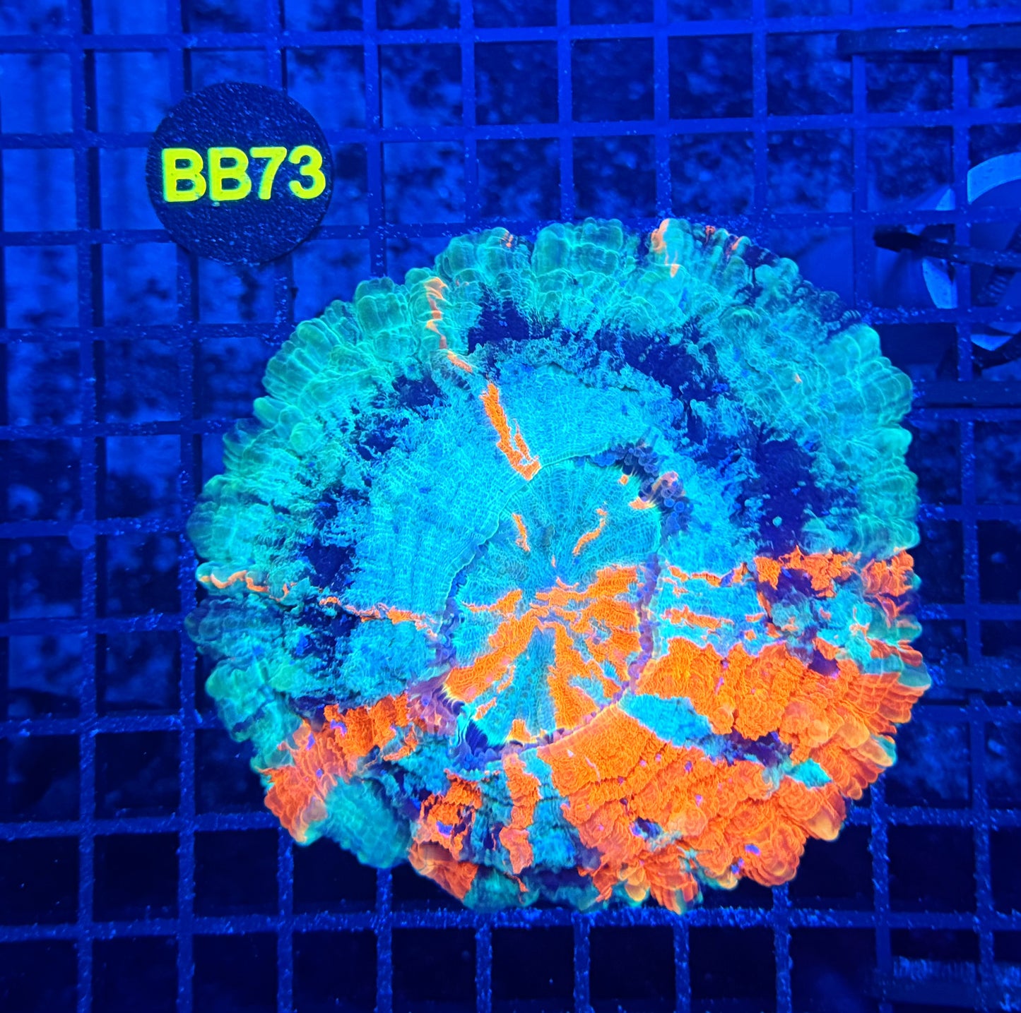 Rainbow acantho