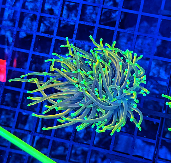 Firefly large