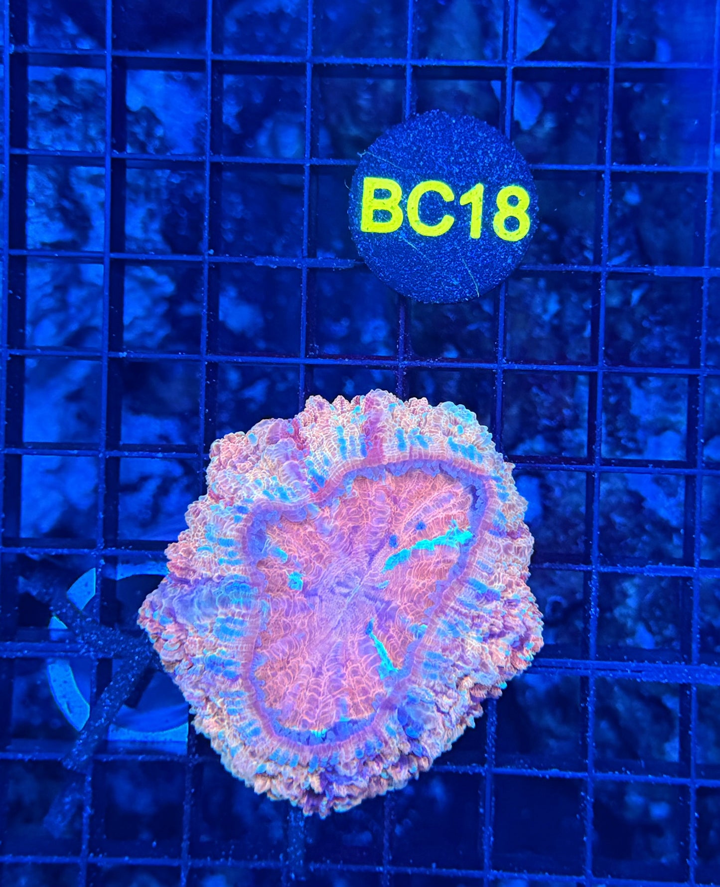 Rainbow acantho