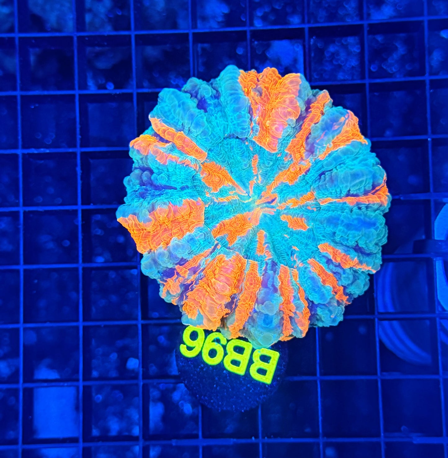 Rainbow acantho