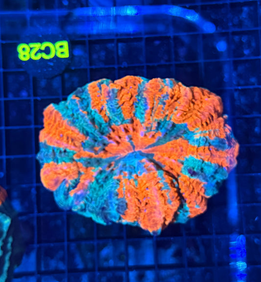 Rainbow acantho
