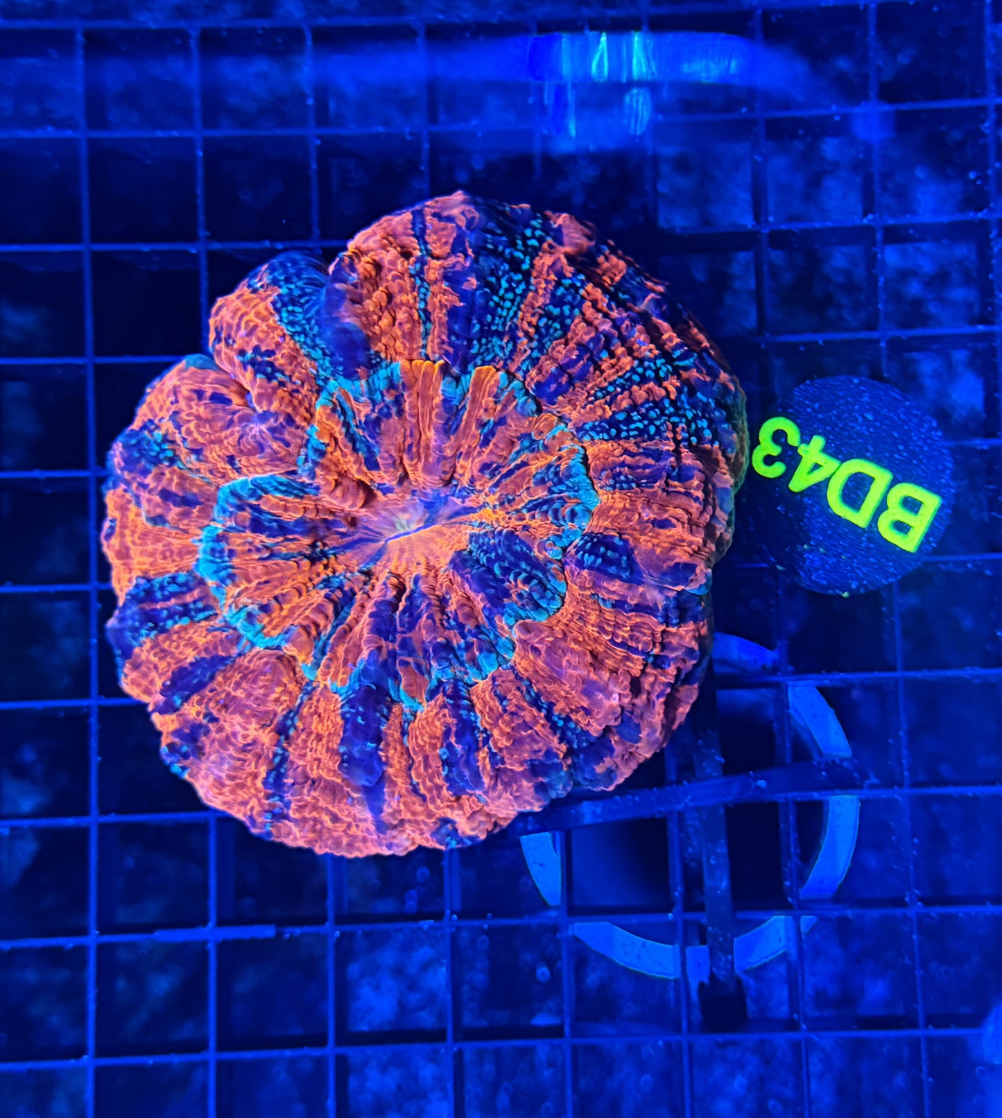 Rainbow acantho