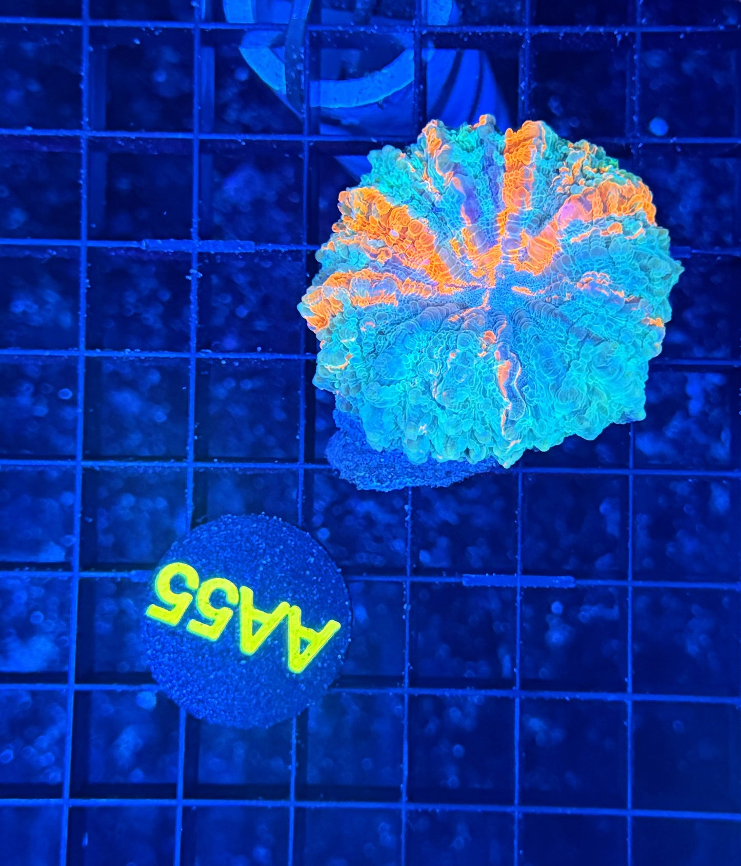 Rainbow acantho