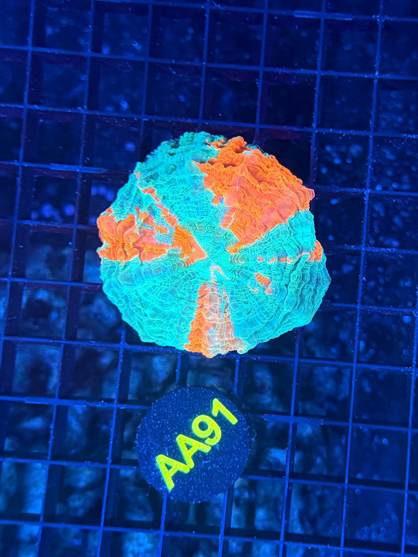 Rainbow acantho