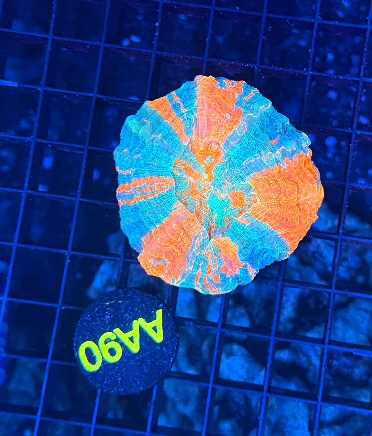 Rainbow acantho