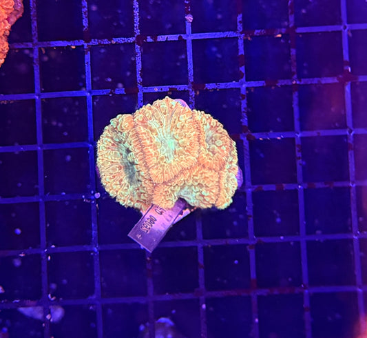 Blasto clearance