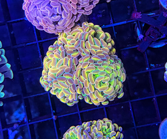 KDR rainbow hologram Large
