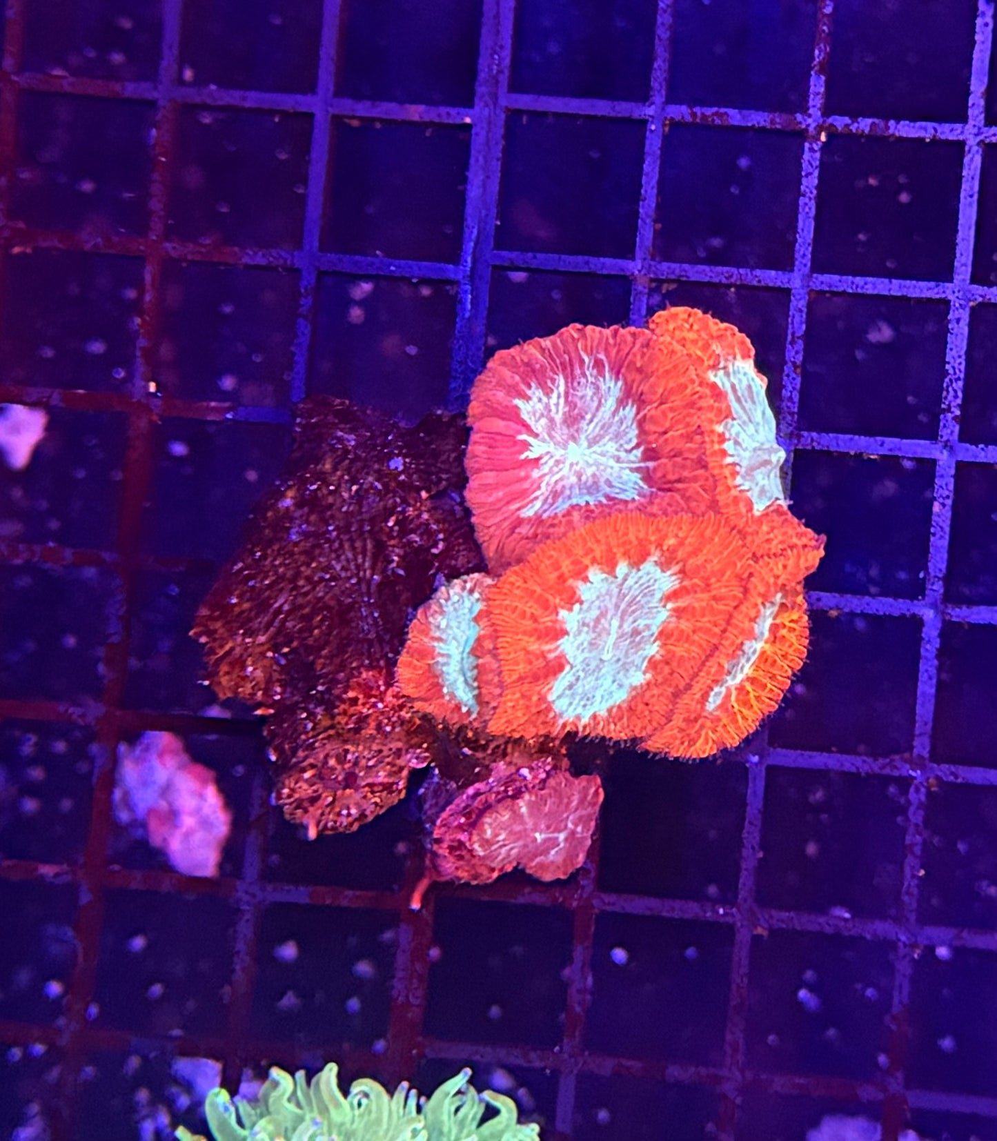 Blasto clearance