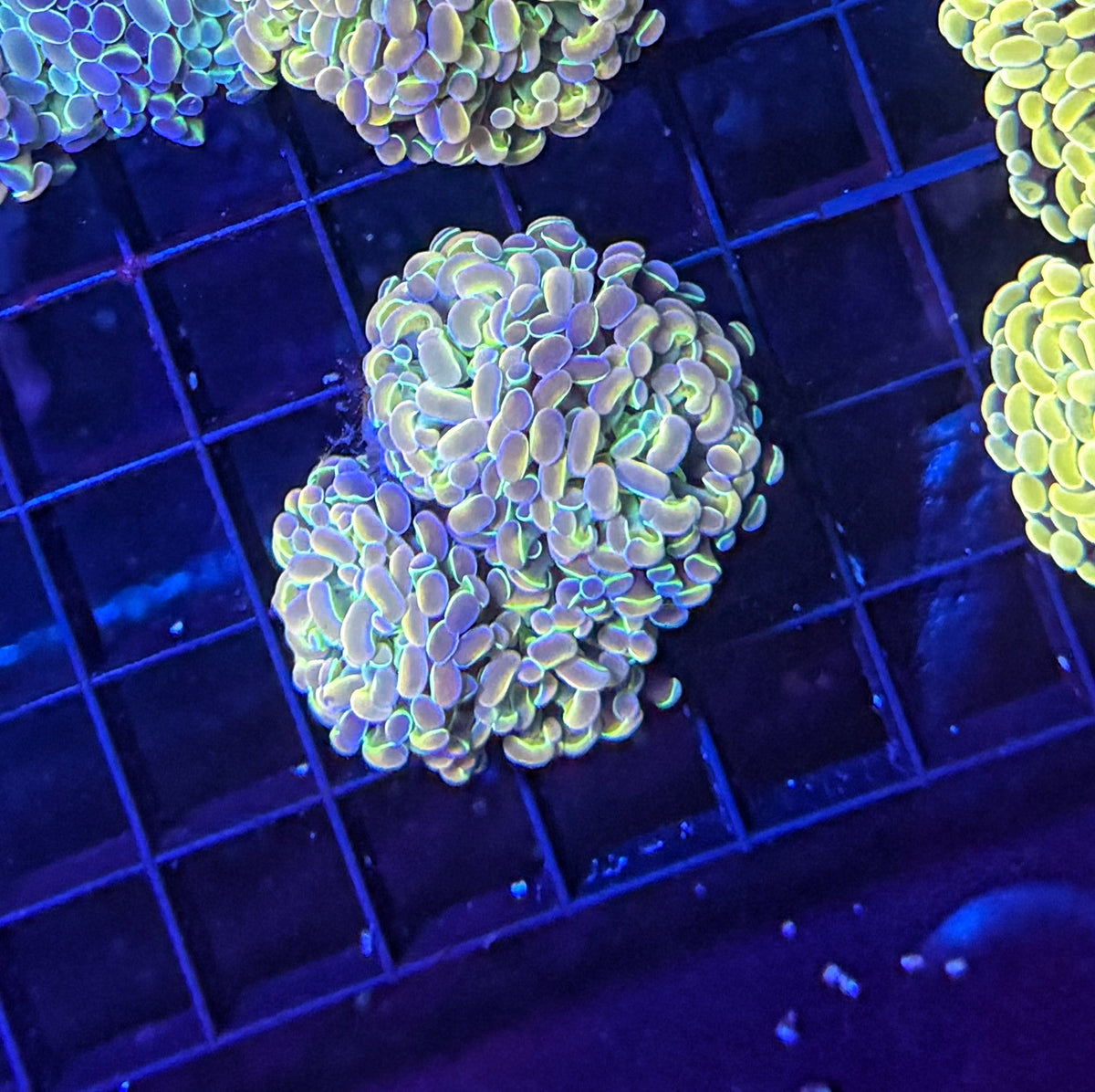 KDR rainbow hologram Large
