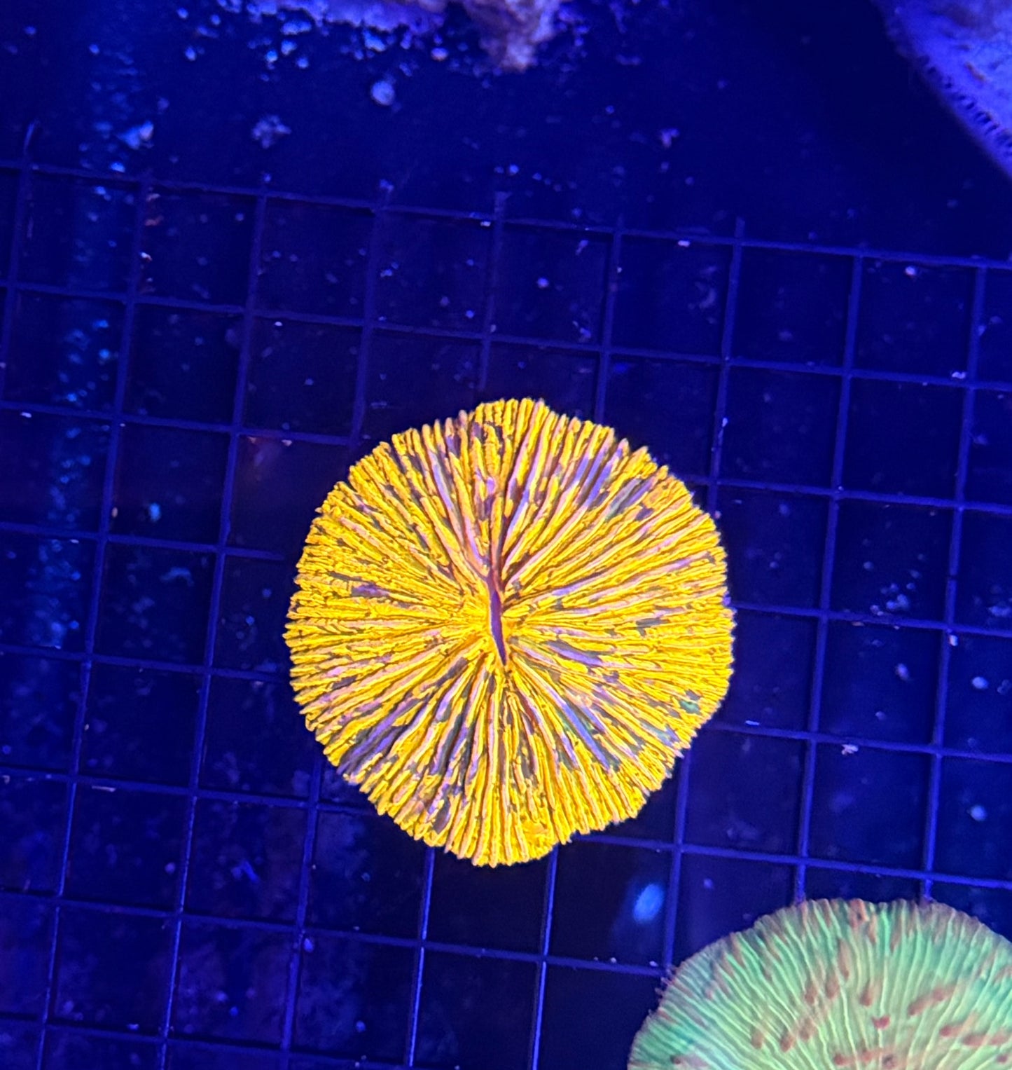Rainbow plate clearance