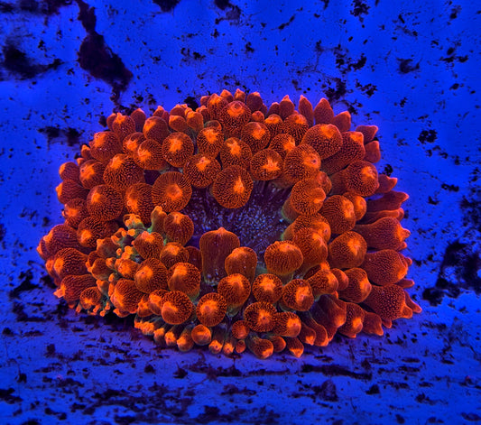 RBTA