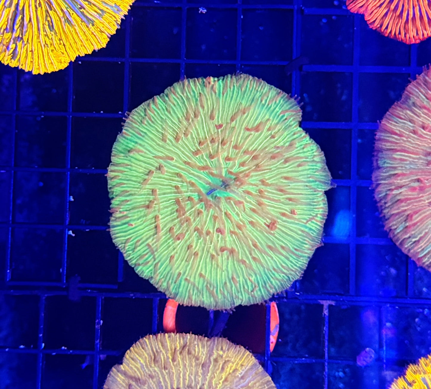 Rainbow plate clearance