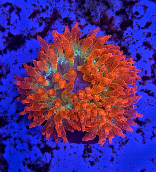 RBTA