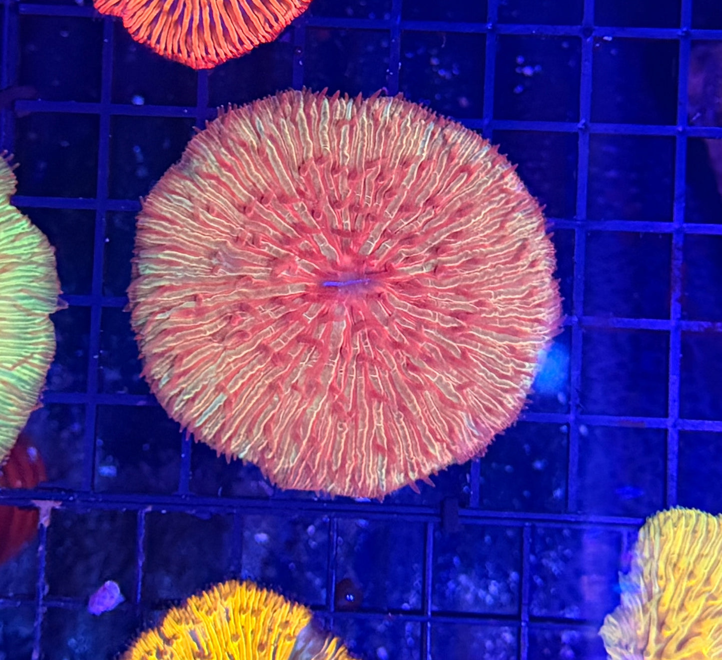 Rainbow plate clearance