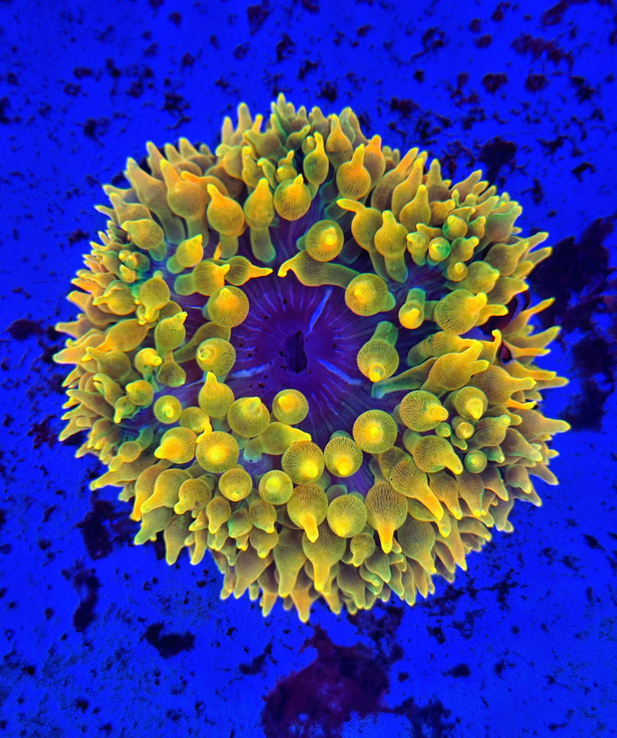Lemon drop type bta