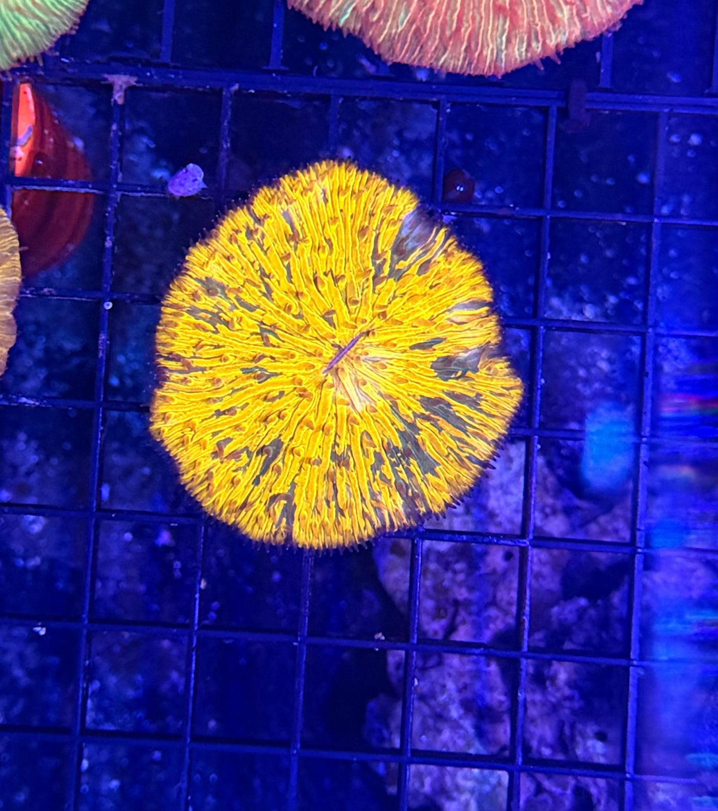 Rainbow plate clearance