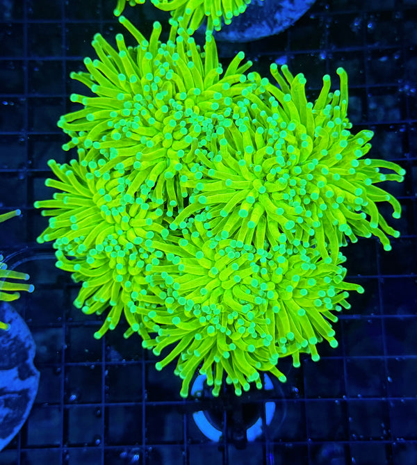 OG master torch bulk deal (Non WYSIWYG with decent flesh)