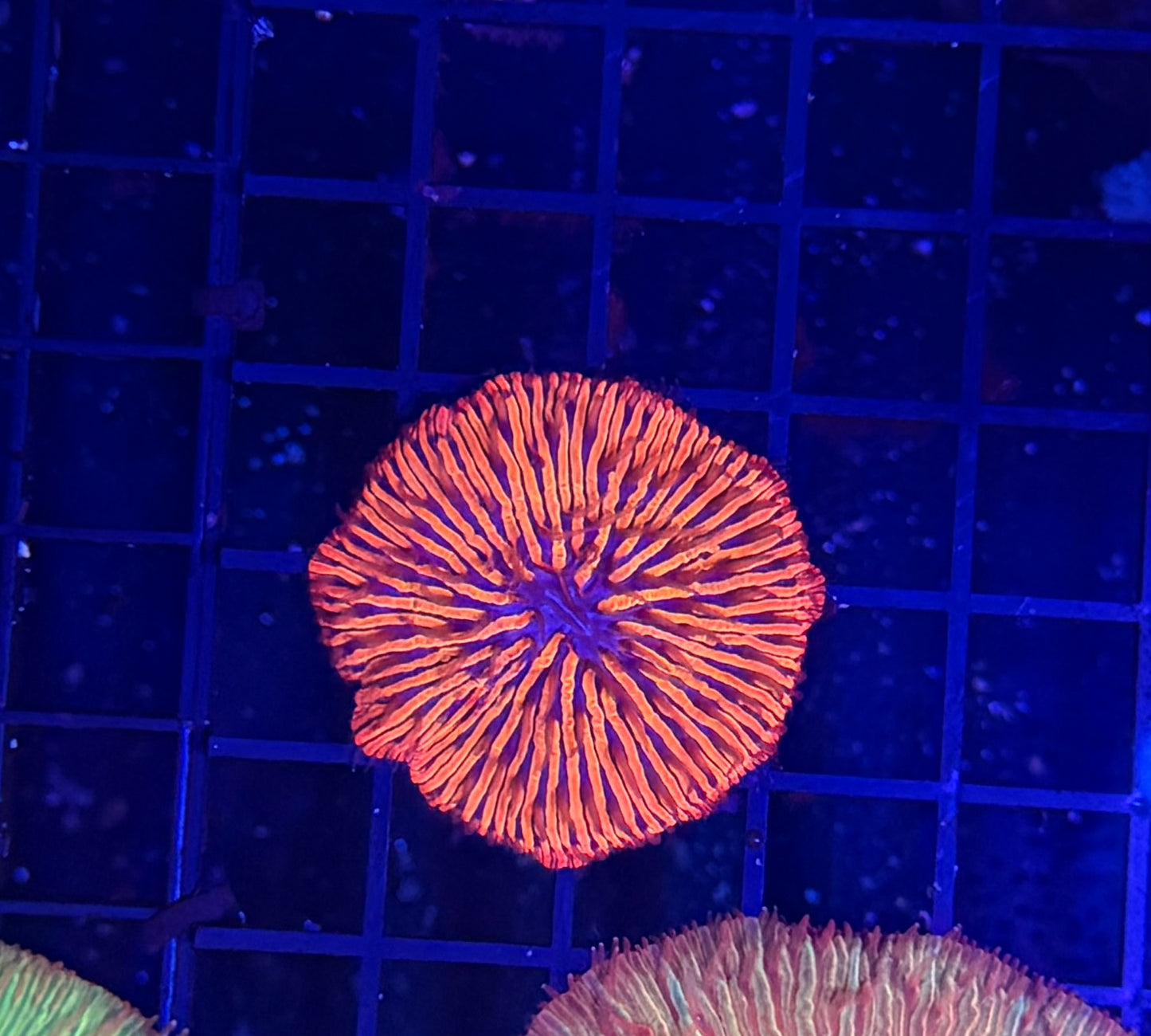 Rainbow plate clearance