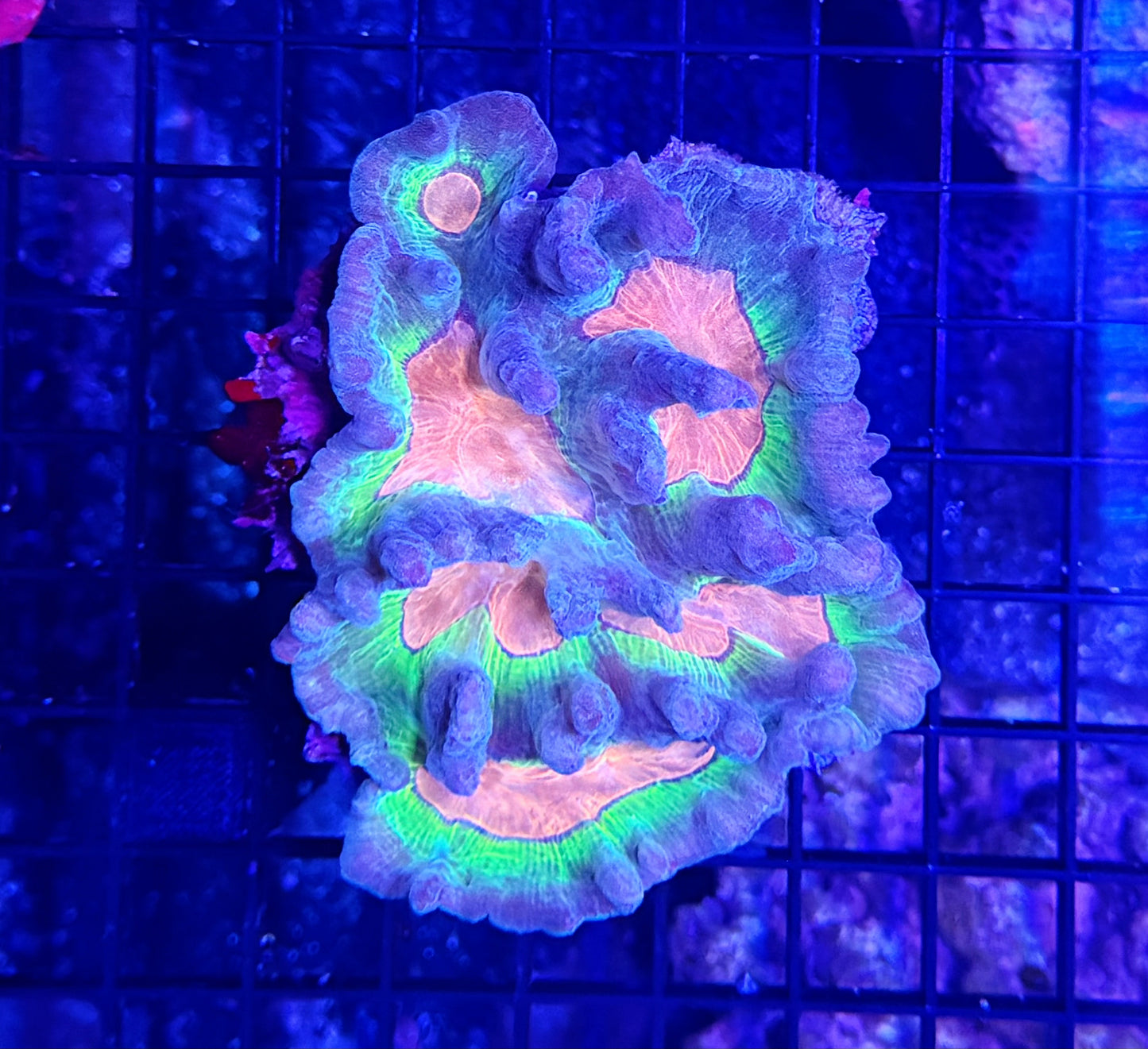 Rainbow pectinia