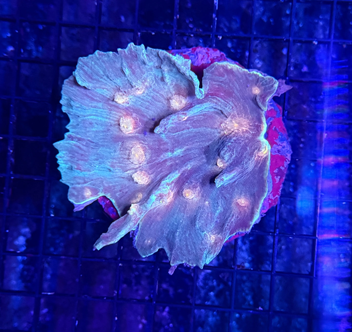 Rainbow pectinia