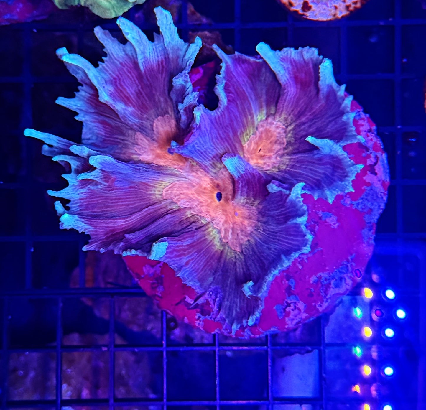 Rainbow pectinia