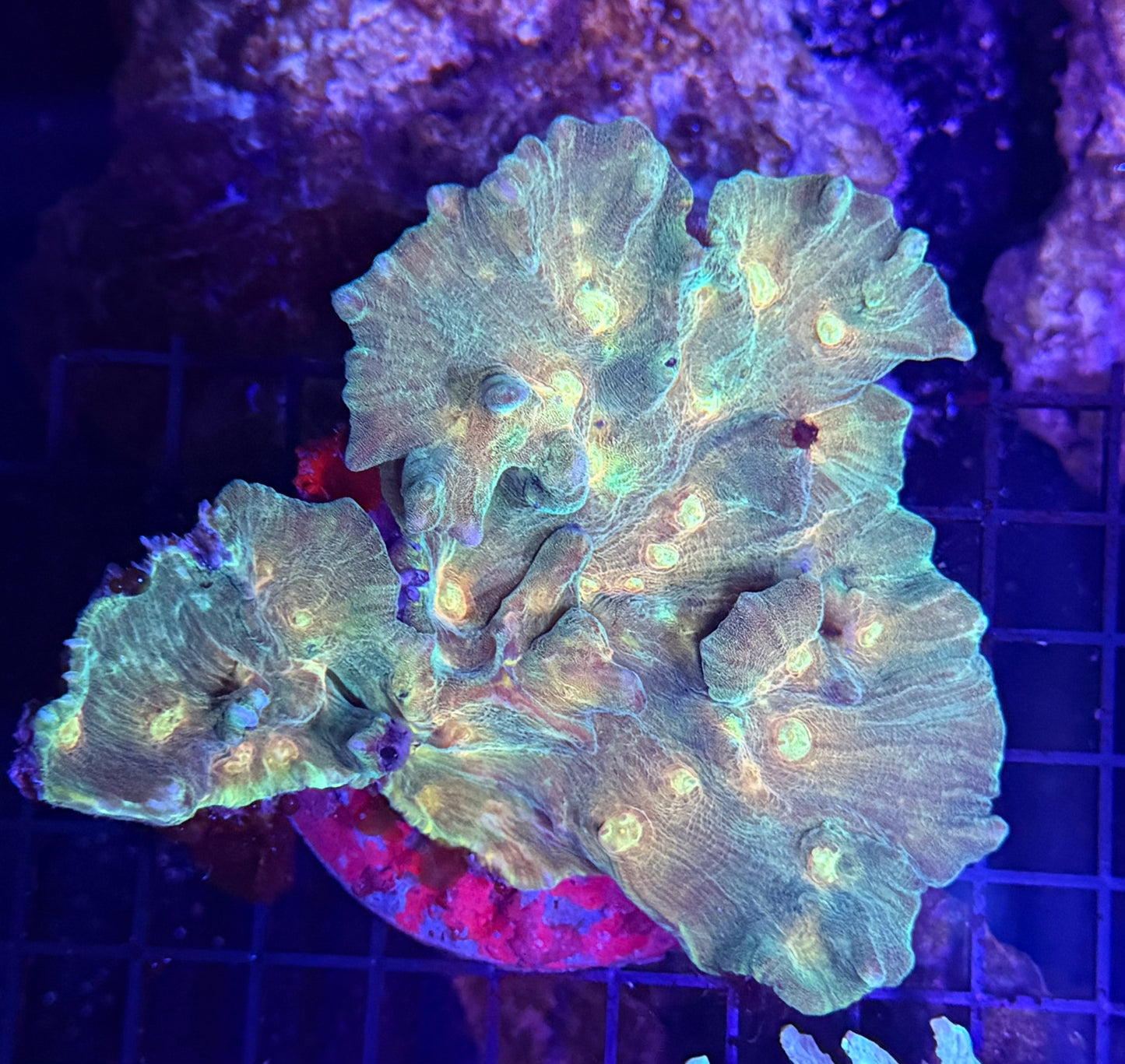 Rainbow pectinia