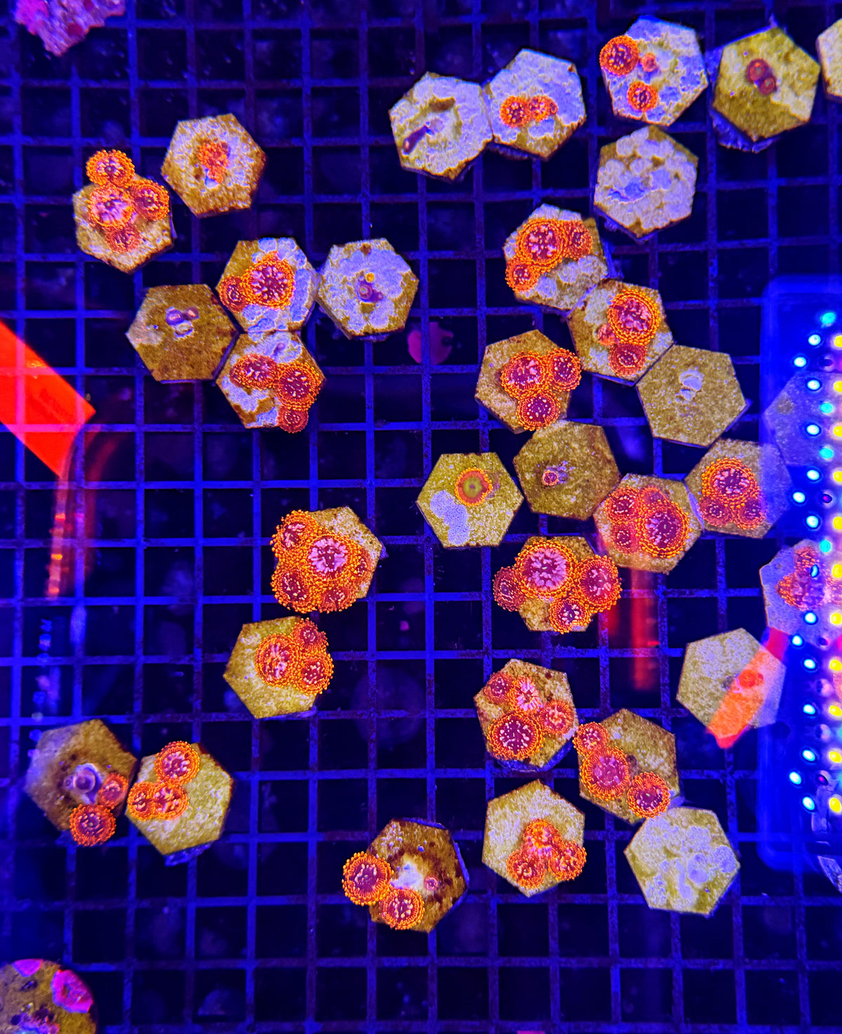 Tank grown utter chaos Zoa  (NON-WYSIWYG)