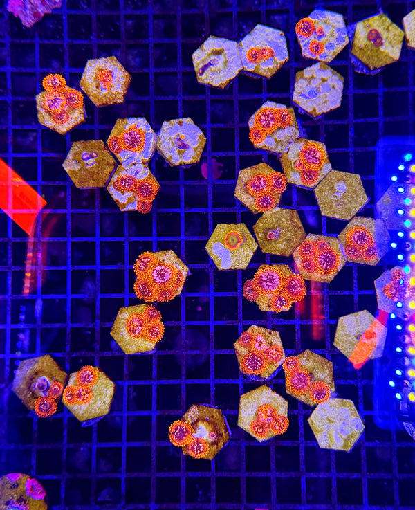 Tank grown utter chaos Zoa  (NON-WYSIWYG)