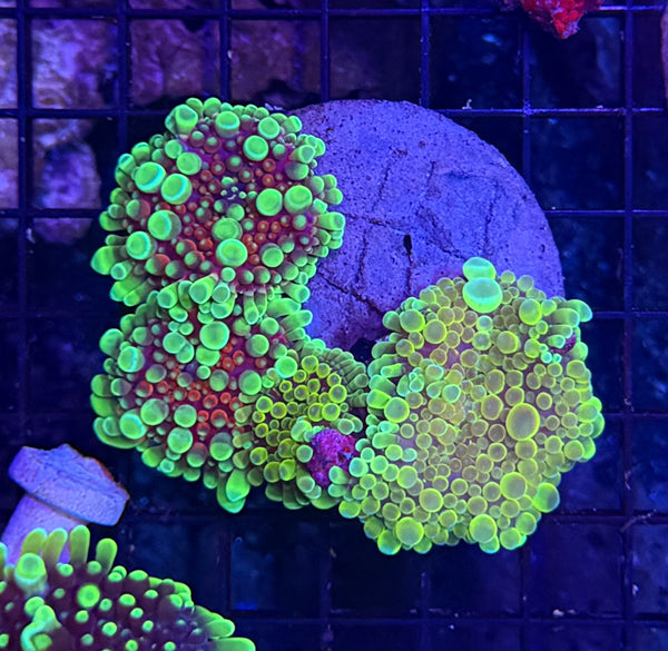Malay bounce mushroom X4