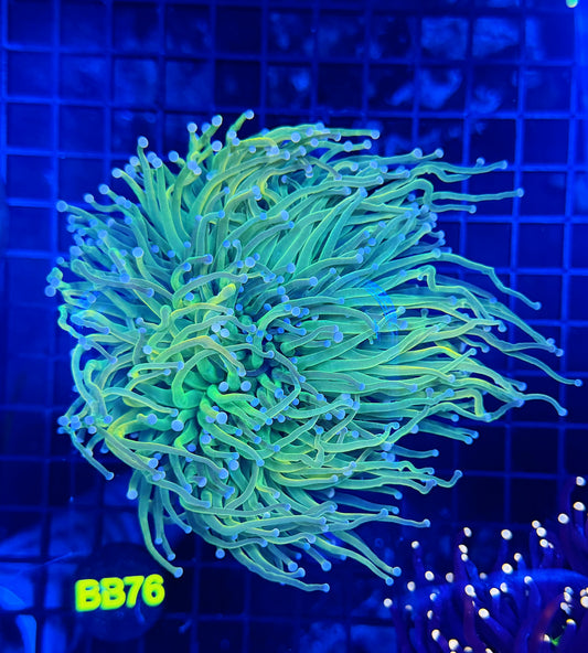 Malay hg colony