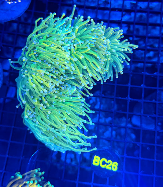 Malay hg colony