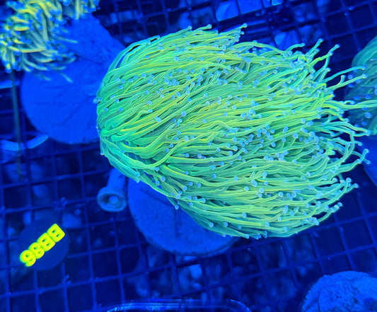 Malay HG colony