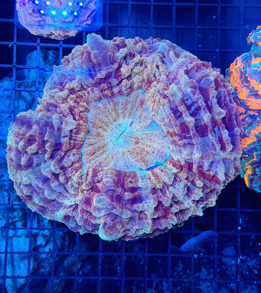 Rainbow acantho