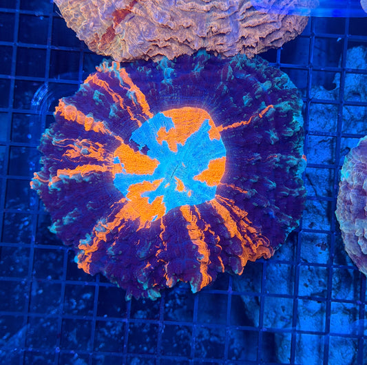 Rainbow acantho