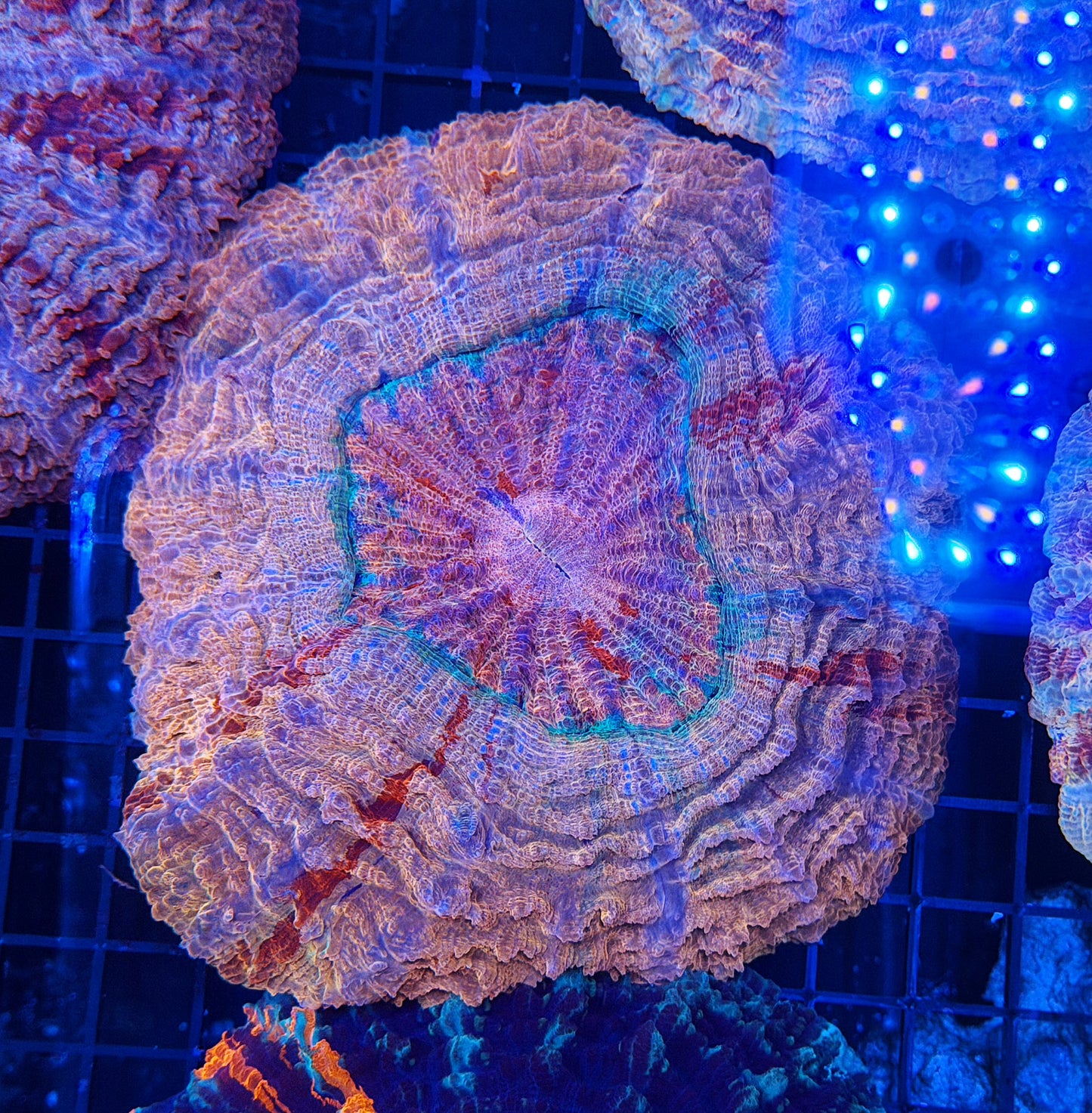 Rainbow acantho